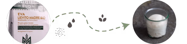 Lievito Madre züchten mit aktiven EVA-Fermentstarter (Pulver)