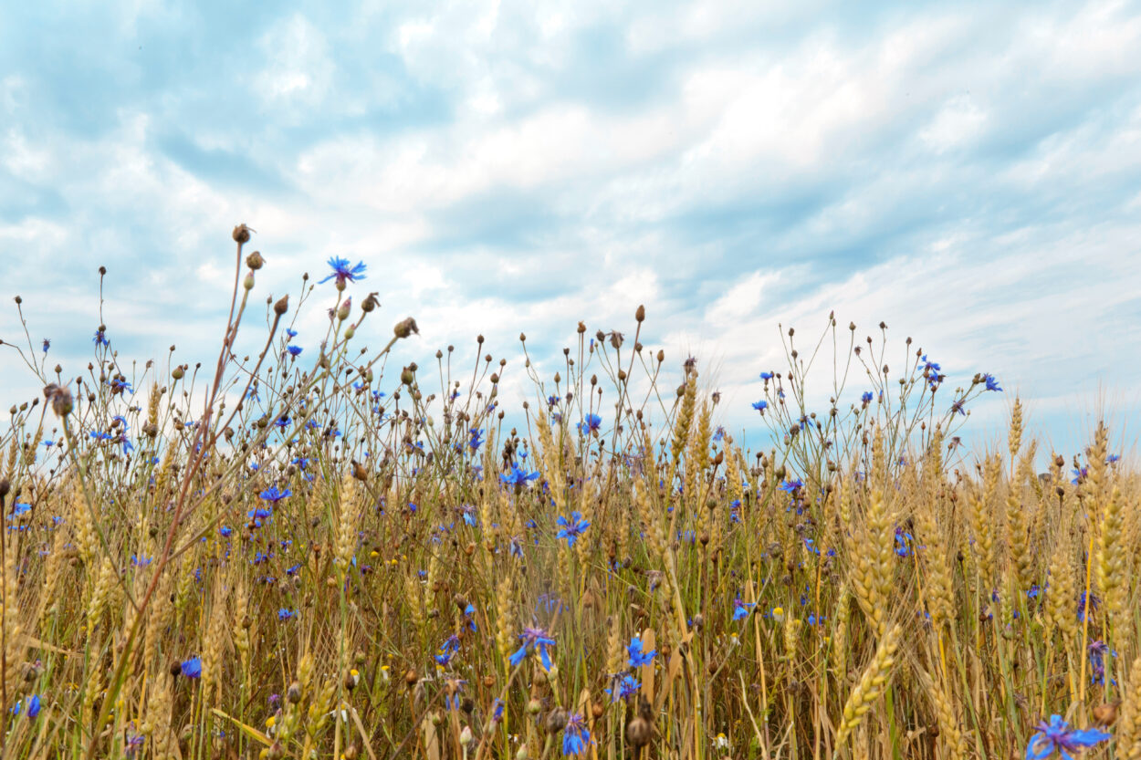 Roggenfeld mit Kornblumen