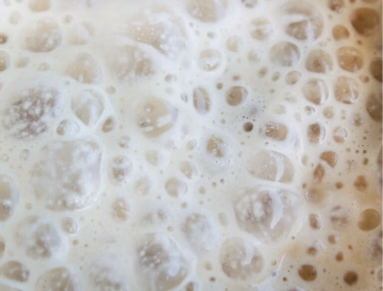 Fermentation