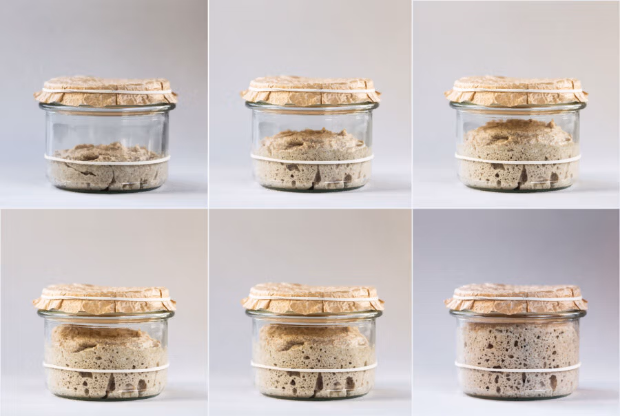 Roggensauerteig mit zunehmenden Volumen nach dem Füttern.